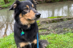 Archie