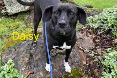 Daisy