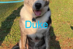 Duke
