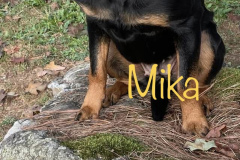 Mika