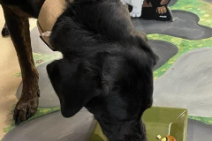 Milo2