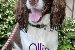 Ollie
