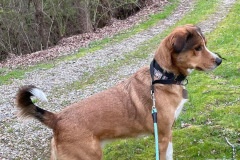 Ranger