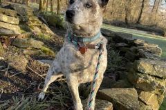 lulu_cattledog