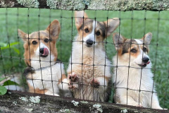 triplets