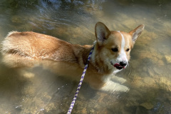 creekwading